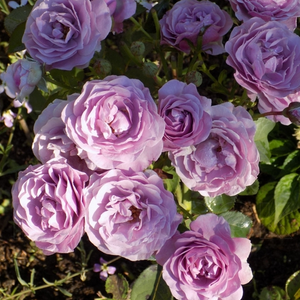 Vrtnica brez vonja - Roza - Terra Limburgia™ - Na spletni nakup vrtnice